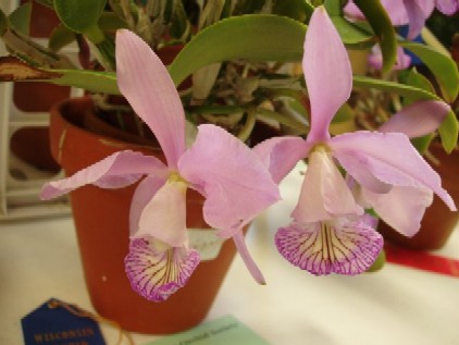 Cattleya nobilior