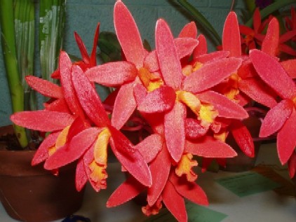 Laeliocattleya Seagulls Fireworks